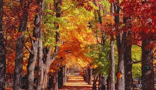 20231125｜感謝的季節